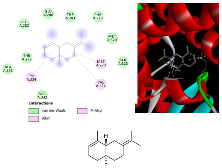 Structure and in silico interactions between selina-3,7(11)-diene and peroxisome proliferator-activated receptor α (PPAR-α; PDB: 2P54). Free energy of binding (ΔG) and affinity (Ki) are −7.2 kcal/mol and 5.4 µM, respectively.