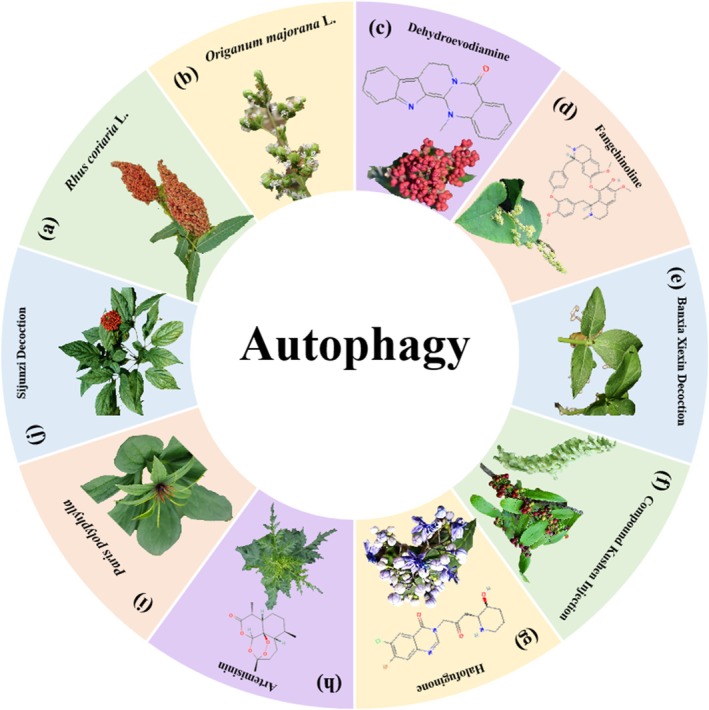Herbal medicine treats CRC by regulating autophagy. (a) Rhus coriaria L. (b) Origanum majorana L. (c) Tetradium ruticarpum (A. Juss.) T. G. Hartley. (d) Stephaniae tetrandine S. Moore. (e) Pinellia ternata (Thunb.) Ten. ex Breitenb. (f) Sophora flavescens Ait. and Smilax glabra Roxb. (g) Dichroa febrifuga Lour. (h) Artemisia annua L. (i) Paris polyphylla Sm. (j) Panax ginseng C. A. Mey.