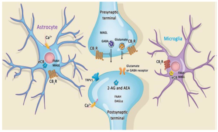 The association among endocannobinoid systems, cannobiboid receptor and GABAnergic intrrneuron. The endocannabinoid system is emerging as a regulator of microglia, resulting in the neuronal-microglia communication system. Cannabinoid 1 (CB1) receptor signaling on Gamma-Amino Butyric Acid (GABA) ergic interneurons plays a crucial role in regulating microglial activity in relation to pro-inflammatory states and neurodegeneration.