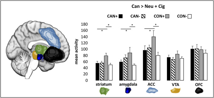 Mean cannabis cue‐induced brain activity for each region of interest (ROI). Results of the two‐way ANOVA analysis of the cannabis cue > cigarette + neutral cue contrast are depicted, Bonferroni corrected at * p < .01. CAN+, co‐users of cannabis and cigarettes; CAN−, cannabis‐only users; CON+, cigarette only users; CON−, nonusers of cannabis or cigarettes