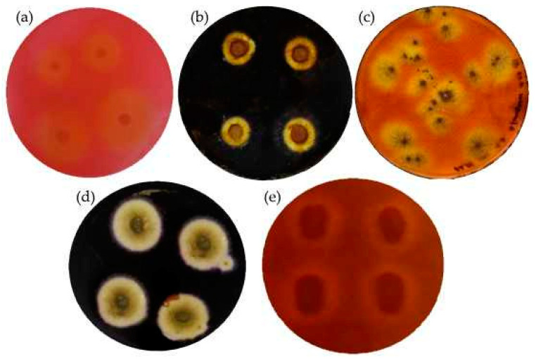 Detection of enzymatic activities from the isolated fungal strain by floating Petri dishes with Congo red for cellulase activity and Gram iodine solution for amylase activity, respectively: (a) Rh. oryzae after 12 days of growth with Congo red, (b) Rh. oryzae after 4 days of growth with Gram iodine, (c) A. fumigatus after 7 days of growth with Congo red, (d) A. fumigatus after 7 days of growth with Gram iodine, (e) P. putida after 14 days of growth with Congo red.