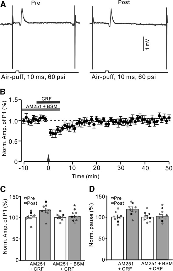 Blockade CB1 receptor and CRF-R1, CRF could not trigger MLI-PC LTP. A Upper: Representative cell-attached recording traces showing air-puff stimulation (10 ms, 60 psi; arrows)-evoked responses in a cerebellar PC before (Pre) and after (post) delivering 1 Hz (240 pulses) stimulation in the presence of a mixture of AM251(5 µM)+ BSM (200 nM) + CRF (100 nM). B Summary of data (n = 7) showing the time course of normalized P1 amplitude before and after delivery of 1 Hz facial stimulation (arrow head) in the presence of a mixture of AM251 + BSM + CRF. C Bar graph with individual data showing the normalized amplitude of P1 before (Pre), after (Post) delivery of 1 Hz stimulation. D Mean (± S.E.M.) with individual data showing the normalized pause of simple spike firing before (Pre), after (Post) delivery of 1 Hz stimulation. n = 8 mice in each group