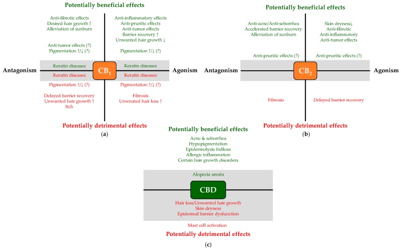 Schematic overview of potentially beneficial and detrimental consequences of pharmacological modulation of CB1 (a) and CB2 (b), as well as of CBD administration (c). Note that certain effects (e.g., promoting hair growth) can context-dependently be considered to be a beneficial (e.g., in hirsutism) or a detrimental (e.g., in alopecia) outcome. Question marks indicate controversial data, whereas gray background highlight unproven effects, which are only hypothesized based on indirect evidence; thus, systematic studies are invited to unveil if they indeed develop.