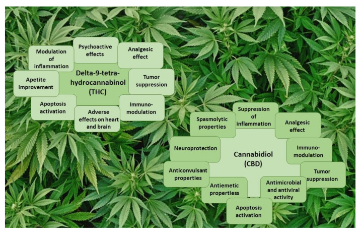 The main effects of THC and CBD.