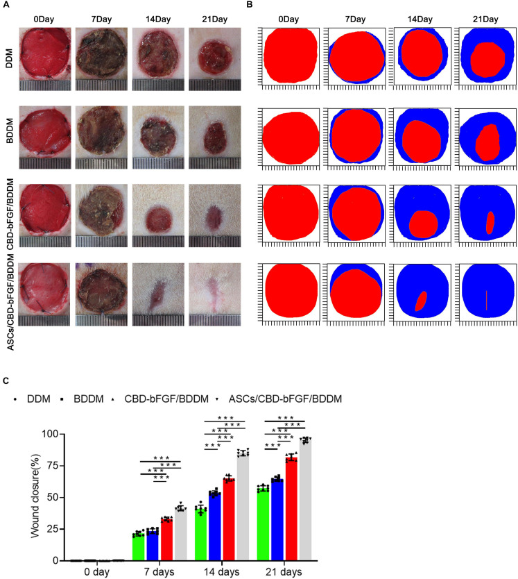 (A) Overview of the size change of the wounds made in the dorsal skin of diabetic mice among the four groups at postoperative days 0, 7, 14, and 21. (B) Traces of wound bed closure for each treatment group in vivo. The red area indicates the wound area at day 0, and the blue area indicates the wound area at postoperative days 7, 14, and 21. (C) Statistical analysis of the wound area in each group at postoperative days 0, 7, 14, and 21. Data are shown as means ± standard deviation (*P < 0.05, **P < 0.01, and ***P < 0.001).