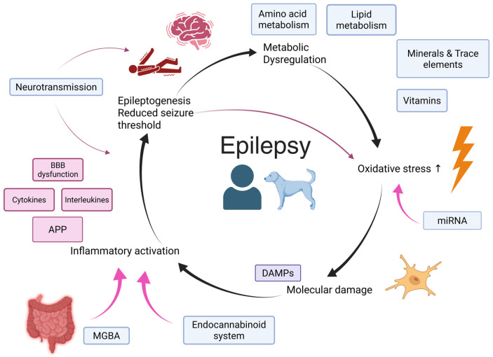 Theoretical self-perpetuating cycle in the pathogenesis of epilepsy in dogs and humans. miRNA: micro-RNA; DAMPs: damage-associated molecular patterns; MGBA: microbiota–gut–brain axis; BBB: blood–brain barrier; APP: acute phase proteins. Created in BioRender.com.