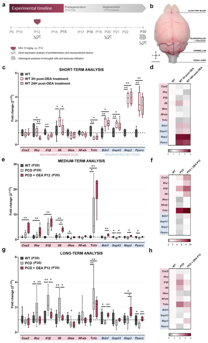 Experimental design and effect of OEA on mRNA levels of different inflammatory/neuroprotective factors in the short-, medium-, and long term. (a) Schematic representation of the experimental design and timeline followed in this study. (b) Dorsal view of the brain of a 3-week-old WT mouse; the dotted line indicates the specific cerebellar region employed for all mRNA experiments. (c,d) Graph showing relative mRNA levels of different inflammatory markers and neuroprotective factors 3 and 24 h after OEA treatment in 12-day-old WT healthy mice (c) and their corresponding heatmap gene expression (d). (e,f) Graph showing relative mRNA levels of different inflammatory markers and neuroprotective from WT, untreated PCD (PCD), and OEA-treated PCD mice (PCD + OEA) at P20 (e) and their corresponding heatmap gene expression (f). (g,h) Graph showing relative mRNA levels of different inflammatory markers and neuroprotective factors from the same experimental groups as in (e,f) at P30 (g) and their corresponding heatmap gene expression (h). Note that a striking increase in Tnfα gene expression was detected at the onset of the Purkinje cell degeneration process in both PCD groups, and OEA-treated mice showed an overall reduction in mRNA levels of proinflammatory markers and an increase in neuroprotective factors both in the short and the long term, even in an unharmed organism. n = six animals per experimental group (three replicates per biological sample). Kruskal–Wallis’ test for c, e, g.* p < 0.05; ** p < 0.01 (specific p-values for multiple comparisons in Table below). Scale bar: 2 mm. A, anterior; I.P., intraperitoneal; L, left; P, posterior; R, right. Adapted from [47].