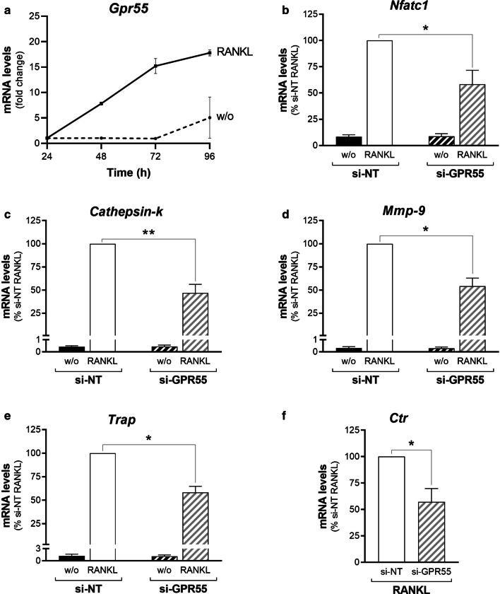 Reciprocal regulation of GPR55 expression and RANKL-induced osteoclastogenesis of RAW264.7 macrophages. a Time-course of Gpr55 mRNA levels in precursor RAW264.7 cells in absence (w/o) or presence of 30 ng/mL RANKL. Transcripts were quantified by real-time PCR and normalised using β2-microglobulin expression, as the housekeeping gene. Data are means ± SEM from three independent experiments. b–f Real-time PCR analysis of osteoclastogenesis markers (as indicated) in RAW264.7 cells interfered with non-targeting (si-NT) or Gpr55-targeting (si-GPR55) siRNAs, and subsequently treated without (w/o) or with 15–30 ng/mL RANKL for 72 h. The transcripts were quantified and normalised using β2-microglobulin expression, as the housekeeping gene. Data are means ± SEM from four independent experiments. *p < 0.05; **p < 0.01 (Student’s t-tests). w/o, cells incubated without RANKL; RANKL, RANKL-differentiated cells