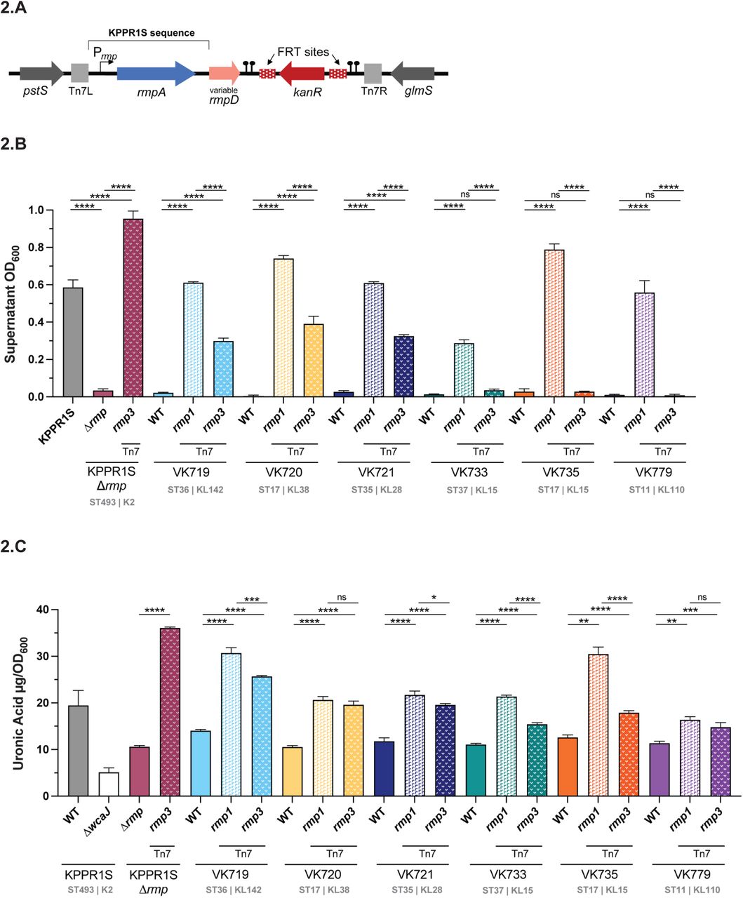 Chromosomal rmp integration affects HMV and capsule production in classical strains.(A) The rmp1 or rmp3 locus was integrated onto the chromosome at the attTn7 site and confirmed by PCR. After chromosomal rmp integration, strains were assayed for (B) mucoviscosity and (C) uronic acid production. ΔwcaJ is a capsule deficient derivative of KPPR1S included as a negative control. Data were obtained from at least three biological replicates following a 5.5 hour growth in LB as described in Methods. Bars represent average values while error bars indicate standard deviations. One-way ANOVA with Tukey’s post-test was used to determine significance compared to parental strains. *, P < 0.05; **, P < 0.01; ***, P < 0.001; ****, P < 0.0001; ns, not significant. Sequence (ST) and capsule (K or KL) type for each strain is listed.