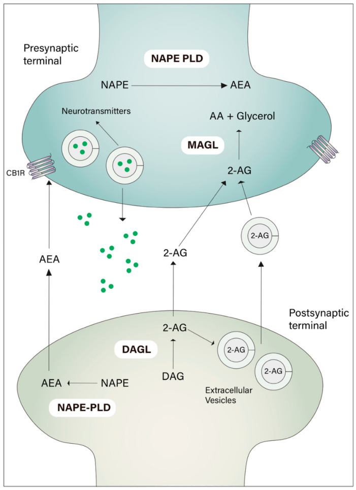 Endocannabinoid system-Extracellular vesicles interface. Endocannabinoid signaling is mediated by stimuli in the postsynaptic neuron. The two major endocannabinoid compounds—Anandamide (AEA) and 2-acyl-glycerol (2-AG)—are synthesized by NAPE-PLD and DAGL, respectively. Classically, both AEA and 2-AG can interact with cannabinoid receptors in presynaptic neurons without the need to be packed in vesicles. However, recent studies have shown the presence of different endocannabinoids in extracellular vesicles released by neuronal cells, highlighting the endocannabinoid-extracellular vesicles interface as an important cellular communication pathway.