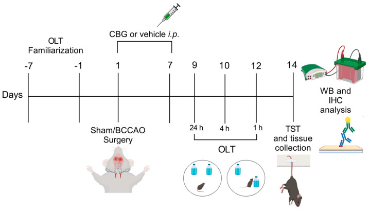 Experimental design. From day −7 to day −1 the animals were familiarized with the OLT environment. On day 1, sham or BCCAO surgery was performed, and Veh, CBG1, CBG5, or CBG10 was administered i.p. for 7 days. Behavioral testing was performed from day 9 to day 14 after BCCAO. Immediately after the last behavioral test, the animals were euthanized, and their brains were processed for immunohistochemical (IHC) and Western blot (WB) analysis. OLT, object location test; TST, tail suspension test.