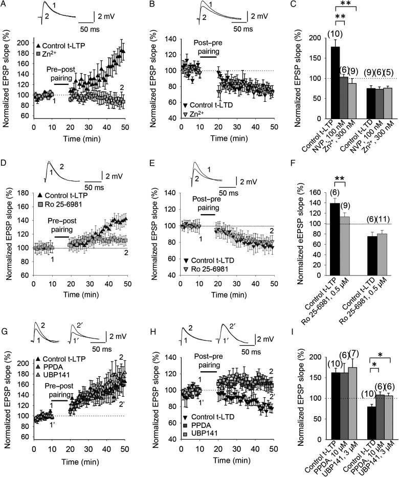 Subunit composition of NMDA receptors involved in t-LTP and t-LTD at CA3-CA1 synapses of the hippocampus. (A) GluN2A subunit dependence of t-LTP. t-LTP induction following a pre-before-post pairing paradigm was completely blocked by bath application of 300 nM Zn2+ (gray squares). (B) t-LTD following post-before-pre pairing was unaffected by bath application of 300 nM Zn2+ (gray triangles). Insets, Traces show EPSP before (1) and 30 min after (2) pairing in (A,B). (C) Summary of results. NVP, NVP-AAM077. (D) GluN2B subunit dependence of t-LTP. t-LTP induction was almost completely prevented by bath application of 0.5 µM Ro 25-6981 (gray squares). (E) t-LTD was unaffected by bath application of 0.5 µM Ro 25-6981 (gray triangles). Insets, EPSP before (1) and 30 min after (2) the pairing protocol in (D,E). (F) Summary of results. (G) Neither PPDA (10 µM) nor UBP-141 (3 µM) prevented t-LTP induction following a pre-before-post pairing protocol (gray triangles). (H) GluN2C/2D subunit dependence of t-LTD. PPDA (10 µM) blocked t-LTD following a post-before-pre pairing protocol. A more selective GluN2C/2D blocker, UBP-141 (3 µM), also blocked t-LTD (gray squares). Insets, EPSP before (1 and 1′) and 30 min after (2 and 2′) the pairing protocol. (I) Summary of results. Error bars are SEM. *P < 0.05, **P < 0.01, unpaired Student's t-test. The numbers of slices are shown in parentheses.