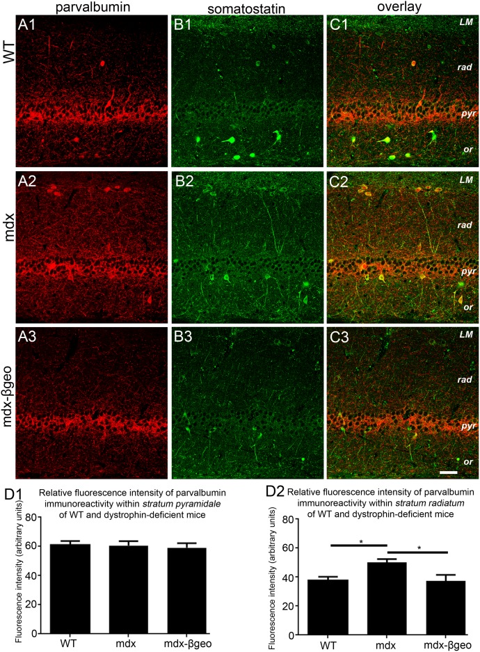 Localisation and quantification of PV and somatostatin immunoreactivity within the hippocampus of WT and dystrophin-deficient mice, reacted and imaged under identical conditions.(A 1), (A 2) and (A 3) show PV immunoreactivity within the CA1 region of WT, mdx and mdxβgeo tissue respectively. Note the significant increase in the level of PV immunoreactivity within stratum radiatum of mdx tissue. (B 1), (B 2) and (B 3) show somatostatin immunoreactivity within the CA1 region of WT, mdx and mdxβgeo tissue respectively. Note the significantly increase in the level of somatostatin immunoreactivity particularly within stratum radiatum of mdx tissue. Images in (C) are overlays of (A) and (B). Note the significant number of PV-somatostatin co-expressing neurons in (C 2) tissue from mdx mice. (D 1) quantification of the intensity of PV immunoreactivity within stratum pyramidale of WT, mdx and mdxβgeo tissue. (D 2) quantification of the intensity of PV immunoreactivity in the stratum radiatum of WT, mdx and mdxβgeo tissue. Bars represent the means and lines the SEM. *P<0.05; ANOVA with Tukey’s posthoc test; N = 3 animals. Scale bar 50 µm.