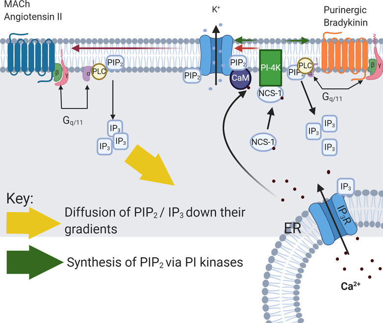 Modulation of M channels by both phosphatidylinositol 4,5-bisphosphate (PIP2) and calcium-calmodulin (Ca2+-CaM) complex in the superior cervical ganglion (SCG). Fig. 1 shows two mechanisms associated with the inhibition of M channels used by Gq/11 coupled receptors in the superior cervical ganglion (SCG). The M channels are modulated by both phosphatidylinositol 4,5-bisphosphate (PIP2) and calcium-calmodulin (Ca2+-CaM) complex, with calcium ions released from the endoplasmic reticulum (ER) through the activation of inositol 1,4,5 trisphosphate receptor (IP3R). Activation of the M1 muscarinic acetylcholine receptors (M1AChR) and AT1 angiotensin II receptors (ATR) are believed to be ineffective releasing Ca2+ from the ER due to the lack of spatial co-localisation between the IP3R and IP3 produced by the M1AChR and ATR [50]. Thus, the IP3 dissipates away (yellow arrow) after PIP2 is consumed by PLC. The second pathway is used by purinergic P2Y and bradykinin B receptors which due to their spatial localisation to ER IPR are capable of releasing Ca signals. The released Ca2+ binds to neuronal Ca2+ sensor-1 (NCS-1) and calmodulin (CaM). NCS-1 promotes PIP2 synthesis via acceleration of PI-4-kinase (green arrow), increasing concentration of PIP2 in the membrane and stabilising PIP2 levels which increases PLC activity. CaM binds to the carboxyl domains of the channel and is speculated to reduce the affinity of PIP2 which then unbinds from the channel since tonic PIP2 concentration is insufficient to maintain association with the channel [50].