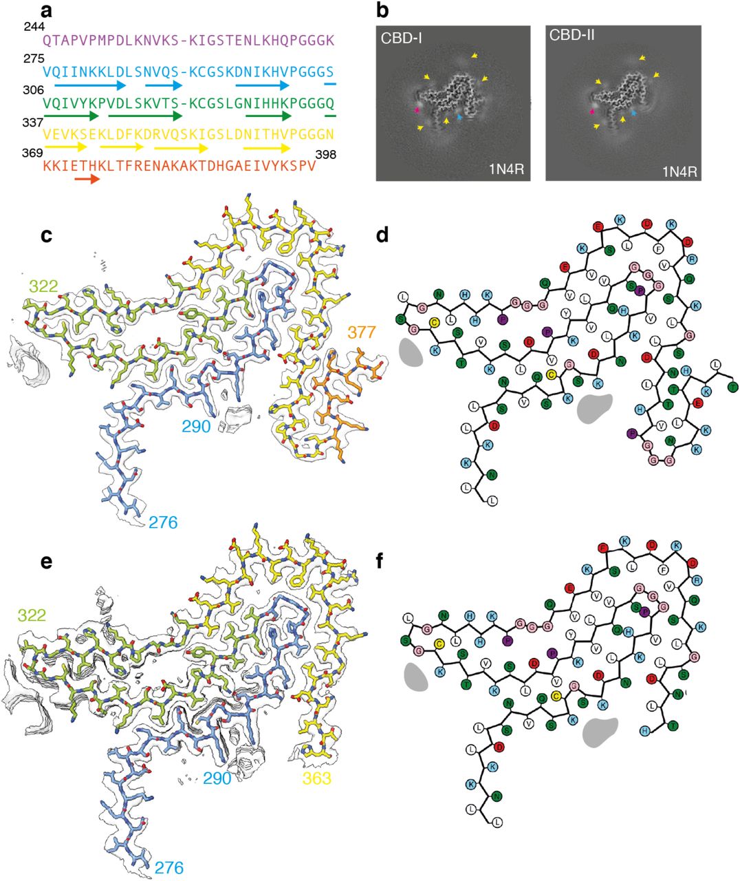 Tau structure in SH-SY5Y cells seeded with filaments from corticobasal degeneration.a. Amino acid sequence of tau residues 244-398. b. XY-cross-section of the reconstructed density with a projected thickness of approximately 1 β-rung (4.75 Å). Extra densities are indicated with yellow, pink and blue arrows. c. Reconstructed density and atomic model. d. Schematic of the residues in the structure. Colours are as in Figure 1.