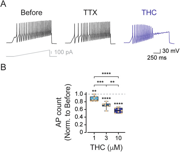 THC inhibits nociceptive firing.A Representative whole-cell current-clamp recording from acutely dissociated rat nociceptive TG neurons in response to a current ramp (300 pA in 1 s; inset) before (left), during exposure to 0.1 µM TTX (middle), and during exposure to 10 µM THC (right). B Concentration-response relationship for inhibition of the AP firing by THC in nociceptor TG neurons. Box plots and individual values demonstrate changes in the number of APs following 4 min of exposure to THC at the indicated concentrations. The number of action potentials was normalized to the number of evoked action potentials before the application of THC. One-way ANOVA, followed by Bonferroni’s post hoc test when **, p ≤ 0.01; ***, p ≤ 0.001; ****, p ≤ 0.0001.