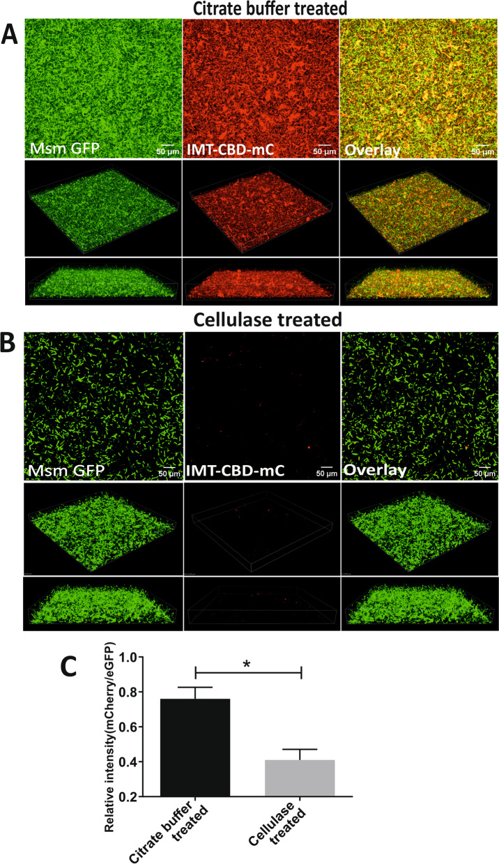 DTT-induced biofilms of Msm-eGFP are disrupted by cellulase treatment and visualized using IMT-CBD-mC in CLSM. Representative images of DTT induced biofilms of Msm overexpressing GFP (6 mM DTT conc. for 29 h) (A) citrate buffer treated (B) cellulase treated, stained with IMT-CBD-mC (Scale bar: A, B 50 µm (upper panel). The upper panels show the 2D images of the biofilms, whereas the two lower panels show the Z stack projections of the biofilm (in both A and B). (C) The relative intensity of IMT-CBD-mC in panels (A) and (B) from three independent experiments was quantitated using Imaris V 9.2 software. The column bar graphs were plotted using GraphPad Prism 8. The data presented in (C) is expressed as the mean (± s.e.m.). Statistical significance was determined using Student’s t-test,* indicates a p-value of < 0.05. (A, B) Representative of at least three independent biological experiments performed in triplicate