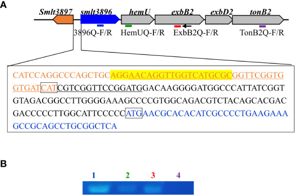 Genetic organization and operon verification of the smlt3896-hemU-exbB2-exbD2-tonB2 cluster of Stenotrophomonas maltophilia. (A) Genetic organization of the hemO-hemU-exbB2-exbD2-tonB2 cluster of S. maltophilia. The orientation of the genes is indicated by arrows. The small black arrow indicates the locations of the ExbB2-C primer used for reverse transcription. The bars indicate the polymerase chain reaction (PCR) amplicons obtained using primer sets 3896Q-F/R (blue), HemUQ-F/R (green), ExbB2Q-F/R (red), and TonB2Q-F/R (purple). The DNA sequences encoding the N-termini of smlt3897 and smlt3896, and the intergenic region of smlt3897 and smlt3896 are placed in a rectangle. smlt3897 and smlt3896 genes are marked in orange and blue, respectively. The putative promoter of the smlt3896-hemU-exbB2-exbD2-tonB2 operon is underlined according to the prediction made using the tool at https://www.fruitfly.org/seq_tools/promoter.html. The putative Fur box is marked in yellow, based on the previously reported Fur box sequence. (B) Operon analysis of the smlt3896-hemU-exbB2-exbD2-tonB2 cluster. DNA-free RNA was prepared from logarithmical phase S. maltophilia KJ cells treated with 50 mg/mL 2, 2’-dipyridyl and 150 μM hemin. cDNAs were obtained by reverse transcription using the primer ExbB2-C and then used as the template for PCR. PCR amplicons were separated by agarose gel electrophoresis and stained with ethidium bromide. Lane 1, PCR amplicon generated by 3896Q-F and 3896Q-R; Lane 2, PCR amplicon generated by HemUQ-F and HemUQ-R; Lane 3, PCR amplicon generated by ExbB2Q-F and ExbB2Q-R; Lane 4, PCR amplicon generated by TonB2Q-F and TonB2Q-R (negative control).
