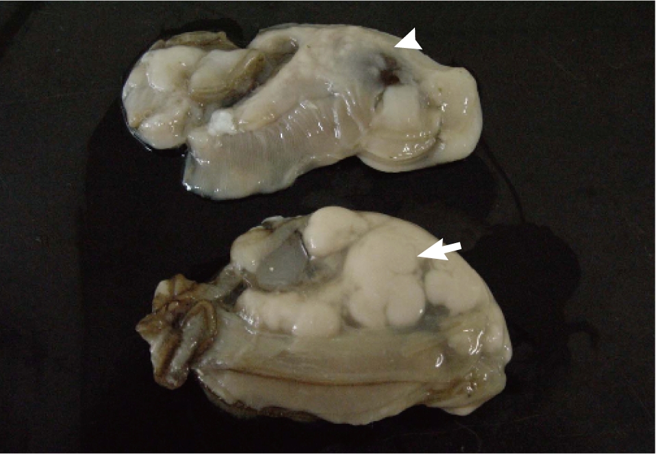 Large (↑) and small (◃) nodules on the surface of the soft tissues of Crassostrea gigas caused by infection with Marteilioides chungmuensis.