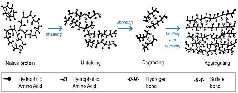 Changes in protein conformation during extrusion of HMMA. Modified illustration adopted from Zhang et al. [17].
