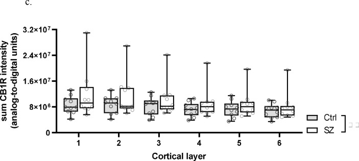 Sum CB1R intensity for individual subjects across cortical layers. Each individual data point represents the sum intensity averaged across all sampled sites for a single subject. Central line indicates the median, box boundaries extend from the 25th to 75th percentiles, and whiskers extend from the minimum to maximum value. There was a main effect of subject group, p<0.001. **p<0.001.