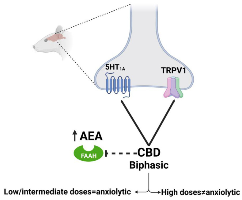 Molecular mechanism of CBD on anxiety described in rat model. Dotted lines refer to hypothesized mechanisms. Created with Biorender.com.