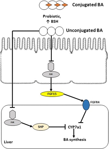 Mechanism of bile acids synthesis regulation. Impact of gut microbiota