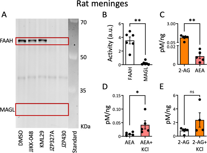 Competitive gel-based ABPP reveals higher FAAH over MAGL activity in rat meninges and LC–MS/MS shows 2-AG as the main meningeal endoCB. A Rat meninges were pre-incubated for 1 h with DMSO (vehicle), MAGL-inhibitors JJKK-048 (100 nM) and KML-29 (1 μM) and FAAH-inhibitors JZP-327A (1 μM) and JZP-430 (1 μM), and then labelled with fluorescent probe TAMRA-FP, as indicated in the Methods. TAMRA-FP-labelled bands appear dark after in-gel imaging. FAAH and MAGL were identified based on selective inhibition and their expected molecular weights. MAGL and FAAH band-intensities after DMSO treatment represent basal MAGL and FAAH activities, respectively. Note that FAAH activity after DMSO treatment is high, whereas basal MAGL activity is practically absent. Basal FAAH- activity was reduced with JZP-327A (N = 6, Friedman test) and with JZP-430 (N = 6, Friedman test). MAGL-inhibitors JJKK-048 (100 nM) and KML-29 (1 μM) did not affect FAAH basal activity. B Statistics comparing the basal activity of MAGL and FAAH in rat meninges. Basal FAAH activity was higher than MAGL activity (N = 6, Mann Whitney U test, ** = 0.002). C LC–MS/MS data comparing AEA and 2-AG levels in naïve rat meninges. The level of 2-AG was much higher than that of AEA (N = 5, Mann Whitney U test, ** = 0.002). D LC–MS/MS data comparing AEA levels in naïve rat meninges vs. after 4 h incubation of 100 mM KCl pro-nociceptive treatment. KCl treatment significantly increased AEA levels compared to its basal level (N = 5, Mann Whitney U test, * = 0.033). E LC–MS/MS data comparing 2-AG levels in naïve rat meninges (N=5) vs. after a 4-h 100-mM KCl pro-nociceptive treatment (N=4). No significant differences in 2-AG levels were detected (Mann Whitney U test)