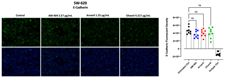 Immunofluorescence analysis of E-cadherin expression in response to CB1-agonists. CB1-agonists, AM-404, Arvanil, and Olvanil notably reduced the expression of the epithelial–mesenchymal transition (EMT), E-cadherin, in SW-620 cells. Cells were fixed, permeabilized, blocked, and immunostained with primary mouse monoclonal IgG antibodies for E-cadherin, followed by goat anti-mouse AlexaFluor 488 (green) secondary antibodies. As an isotype control, we use normal mouse IgG. The fluorescence was calculated using Corel Photo-Paint, with the average of eight points subtracted by the background fluorescence and multiplied by the pixel density (20× objective). Statistical significance was calculated with ANOVA and Fisher’s uncorrected LSD multiple comparisons post hoc test at a confidence level of 95%. ns = non-significant.