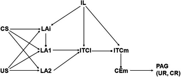 Schematic illustrating Model 2, which is based on Paré, Quirk, and LeDoux (PQL) (Pare et al., 2004). Abbreviations and symbols as in previous figures. Biases are bCEm = 1, bIL = 0, bITCl = −1, bITCm = 2, bLA1 = 2, bLA2 = 1, and bLAi = 1. All initial weights have absolute value 1 except those from CS to LAi, LA1, and LA2, and from IL to LAi, ITCl, and ITCm, which are initially 0.