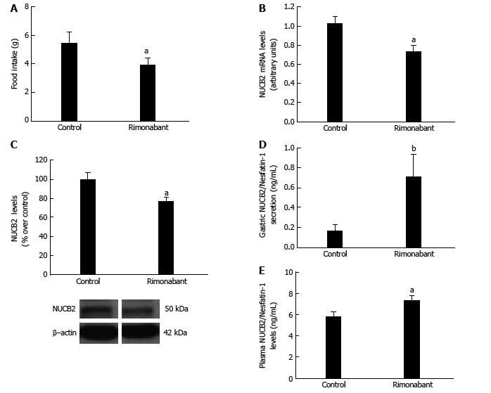 Effects of pharmacological blockade. Food Intake (A), mRNA expression levels measured by real-time PCR for Nucb2 (B), Nucb2 protein levels and representative Western blot from the mucosa; β-actin was used as a loading control (C). Dividing lines indicate splicings within the same gel; D: Nucb2/Nesfatin-1 secretion from tissue explant analyzed by ELISA; E: Plasma Nucb2/Nesfatin-1 levels obtained from 36-h fasted animals that received i.p. treatment with Rimonabant (3 mg/kg i.p.) (n = 9) or vehicle (n = 9). aP < 0.05, bP < 0.01.