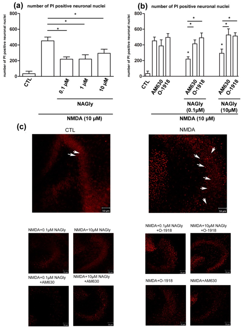 NAGly’s mediated neuroprotection. (a) NAGly (0.1 µM, 1 µM, 10 µM) is protective in organotypic hippocampal slice culture after NMDA (10 µM) damage. In the control group few PI (arrows) positive dead neurons were quantified in the region of dentate gyrus. Application of NMDA (4 h) led to excitotoxical damage in OHSC and was prevented by following incubation with NAGly for 72 h. The increase in the number of dead neurons was significantly reversed by incubation with NAGly (nCTL = 17; nNAGly = 5; nNMDA = 28; nNMDA+NAGly0.1µM = 19; nNMDA+NAGly1µM = 6; nNMDA+NAGly10µM = 15). (b) Application of antagonists, O-1918 (30 µM) or AM630 (10 µM) to NMDA lesioned OHSC had no impact on the amount of damaged cells (nCTL = 17; nNMDA = 28; nNMDA+AM630 = 5; nNMDA+O-1918 = 10). The neuroprotective effects of NAGly (0.1 µM and 10 µM) were effectively blocked using GPR18 antagonist, O-1918 and CB2 antagonist, AM630 (nNMDA+NAGly0.1µM = 19; nNMDA+NAGly10µM = 15; nNMDA+NAGly0.1µM+O-1918 = 10; nNMDA+NAGly10µM+O-1918 = 11; nNMDA+NAGly0.1µM+AM630 = 10; nNMDA+NAGly10µM+AM630 = 6). (c) Representative pictures of OHSC. The damage in dentate gyrus and the effects of cannabinoids were assessed. In the control group very few PI positive cells are observed. In contrast, incubation with NMDA led to massive increase in amount of damaged neurons. NAGly reduced the number of PI positive cells; this effect was attenuated by co-application with AM630 or O-1918. Scale bar = 50 µm. The asterisk denotes significant results regarding the respective measurement indicated with the bar.