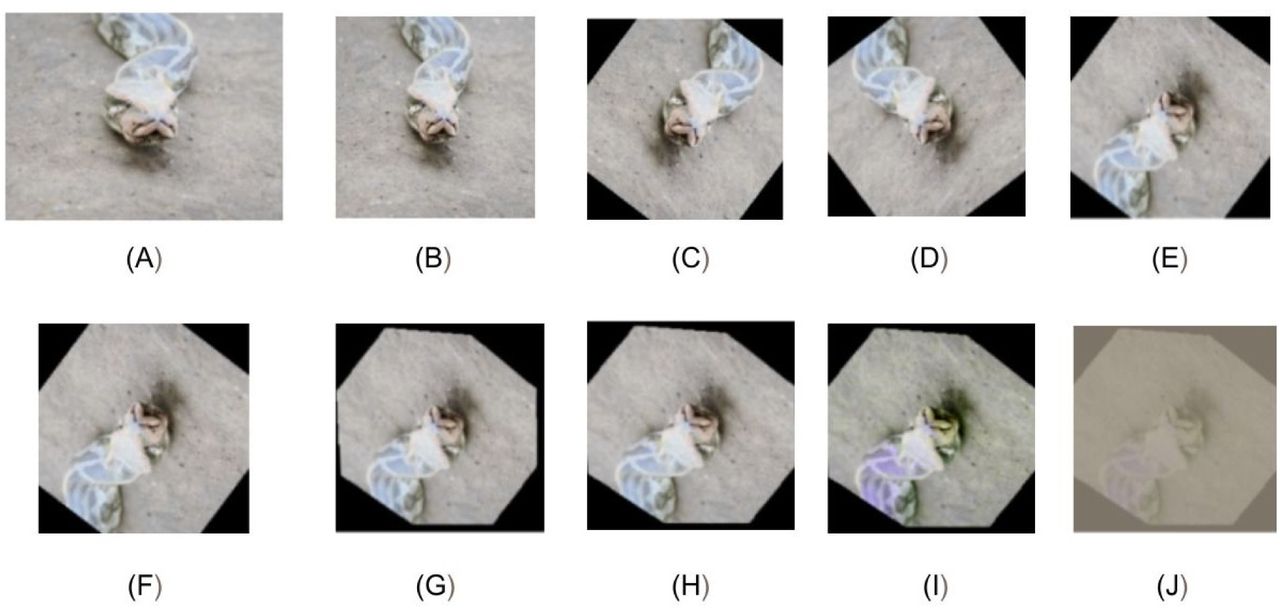 Augmentation Operations on snake data (a) Original Image (b)Resize (c) Random Rotation (d) Horizontal Flip (e) Vertical Flip (f) Affine shear (g) Perspective (h)Random Resize (i)Color Jitter (j) tensor