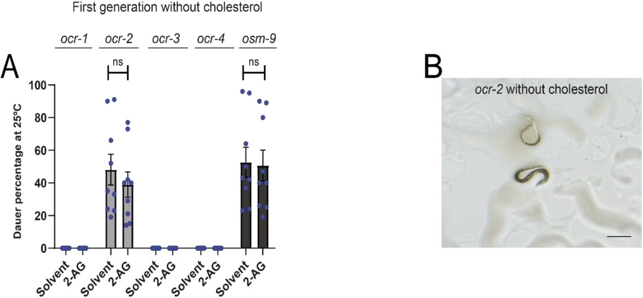 ocr-2 and osm-9 are required for 2-AG-dependent cholesterol mobilization.(A) Worms were grown in media with 0 μg/ml of cholesterol during one generation at 25 ºC. All values from n = 3 independent experiments show as Mean ± SEM. ns = not significant. (B) ocr-2 undergoes dauer-like formation in the first generation when grown at 25 ºC in cholesterol-free medium. The black straight line represents 0.25mm.
