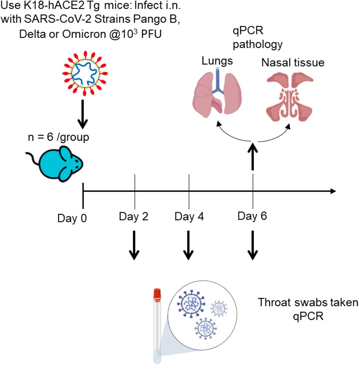 Schematic diagram of the experimental design for infection of K18-hACE2 mice with Pango B, Delta and Omicron variants of SARS-CoV-2. Infection of these mice with SARS-CoV-2 provides a model that resembles severe infection in humans that had not been vaccinated or treated with currently available licenced therapeutics. The major measure of disease was weight loss followed by end of experiment pathology. Throat swabs were taken daily for RT-qPCR to determine and compare viral loads.