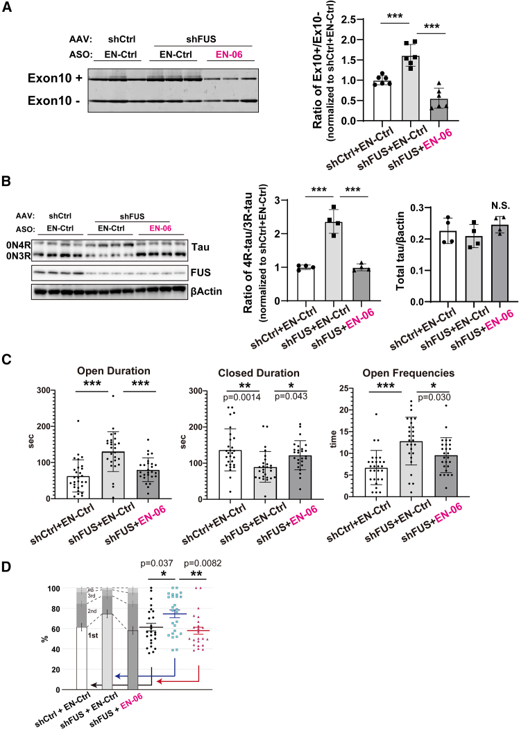EN-06 ameliorates FTLD-like phenotypes in mice by reducing the 4R-tau/3R-tau ratios induced by FUS silencing(A) Hippocampal RT-PCR of mice treated with AAV expressing shCtrl + EN-Ctrl, shFUS + EN-Ctrl, or shFUS + EN-06 (left). The quantified ratios of the exon 10-included transcripts (Ex10+) to exon 10-skipped transcripts (Ex10−) were determined (right: n = 6 for each, one-way ANOVA). (B) Hippocampal immunoblotting of mice treated as in (A) (left) with the quantified 4R-tau/3R-tau ratios determined (middle: n = 4 for each, one-way ANOVA). The levels of total tau proteins were quantified from the WB images and normalized to the corresponding actin levels (right: n = 4 for each, one-way ANOVA). (C) Elevated-plus maze test of mice treated as in (A). Time spent in the open (left graphs) and the closed (middle graphs) arm of an elevated-plus maze and the number of entries into the open arm (right graphs) were determined for each group (n = 28 for shCtrl + EN-Ctrl, n = 27 for shFUS + EN-Ctrl, and n = 26 for shFUS + EN-06; one-way ANOVA). (D) The spatial feeding patterns of mice treated as in (A). The duration at each bait location was determined based on the amount consumed and then each location was ranked in decreasing order in terms of bait consumption and a preference ratio was plotted. Individual measurements used to determine the preferred bait source ratios are shown to the right of the histogram. Statistical analysis was performed on the preference ratio (n = 25 for shCtrl + EN-Ctrl, n = 26 for shFUS + EN-Ctrl, and n = 23 for shFUS + EN-06; one-way ANOVA).