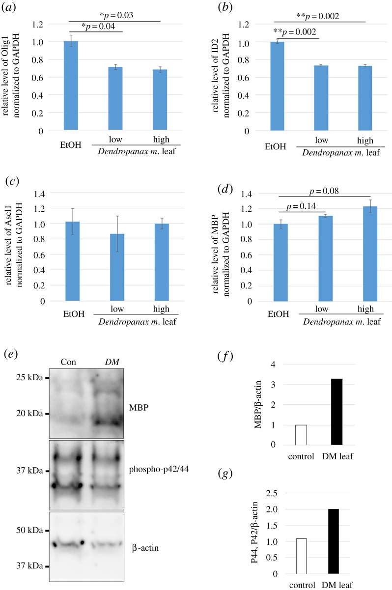 Dendropanax morbiferus leaf extracts downregulated inhibitory factors and upregulated promoting factors for OL differentiation in pure OPC cultures. (a–d) OPCs were treated with EtOH- or DM leaf extract-containing medium during DIV 1–3 and were used for RNA extraction and cDNA synthesis, followed by real-time PCR to ascertain the relative expression pattern of the following genes: (a) Olig1, (b) ID2, (c) Ascl1 and (d) MBP. The expression of Olig1 and ID2 but not Ascl1 was significantly downregulated, while the expression of MBP was in a tendency to increase by DM leaf extract treatment. Bars represent mean ± s.e.m. *p < 0.05; **p < 0.01; n = 3 experiments, Student's t-test. (e) Three different cultures were pooled and used for western blot analysis to detect MBP and phospho-p42/44. β-actin was used for normalization. Compared with EtOH-treated cultures, upregulations in MBP (f) and in phosphorylation of p42/44 (g) were observed in the DM leaf extract-treated cultures.