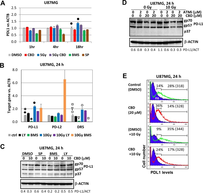 Gene and protein expression and surface levels of PD-L1 after treatment with CBD, alone or in combinations(A and B) The quantitative real-time PCR analysis of the PD-L1, PD-L2 and DR5 mRNA levels 1-24 h after treatments of U87MG by CBD (10 μM), BMS345541 (20 μM), LY294002 (40 μM) and γ-irradiation (5-10 Gy), alone or in combination. The graphs indicate the fold change of target gene mRNA levels against time-point control after normalized to the reference gene (beta-ACTIN). The pooled results of four independent experiments are presented. Error bars represent means ± S.D. (p < 0.05, Student's t-test). Black stars, black and open circles, arrows and squares indicate a significant difference in mRNA levels between control and specifically treated cells. (C and D) Western blot analysis of PD-L1 protein expression after CBD (10-20 μM) treatment, alone or in combination with SP600125 (20 μM), BMS345541 (20 μM), LY294002 (40 μM), ATMi (2 μM) and γ-irradiation (10 Gy) in U87MG cells. (E) Negative effects of CBD on PD-L1 surface expression in non-irradiated and irradiated (10 Gy) cells were determined using immunostaining and the flow cytometry. Percentage of gated cells (with high and low expression) is indicated. Median fluorescent intensity is indicated in the brackets.