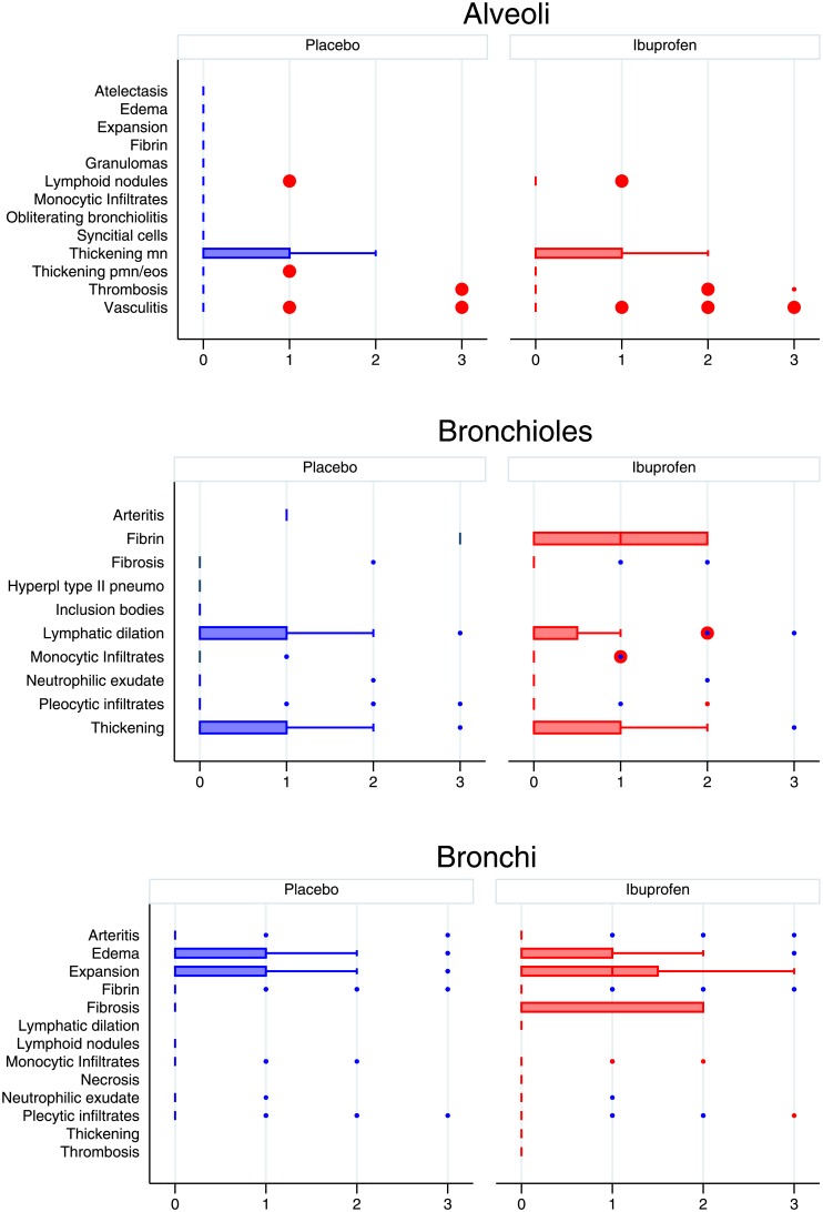 Comparison of histology findings between placebo and ibuprofen treated calves broken down by anatomical levels as follows: alveoli, bronchioles, and bronchi.These are scored 0 (absent), 1 (mild), 2 (moderate) 3 (severe). The median is indicated by a line and the interquartile range by the box. Whiskers encompass data 1.5 times the IQR of the upper and lower quartiles. Outlying data is indicated with points. Ibuprofen is in red, placebo in blue. EOS; eosinophils, Hyperpl; hyperplastic, MN; monocytes, PMN; neutrophils, Pneumo; pneumocytes.