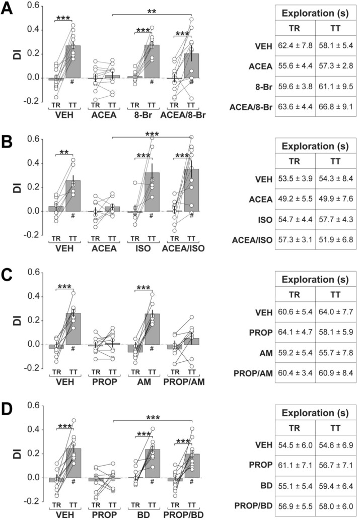 CB1R‐induced amnesia is rescued by PKA activation or βAR agonism, whereas βAR blockade‐induced amnesia is not reversed by CB1R antagonism but is rescued by BDNF. (a) Naïve adult male Wistar rats implanted with bilateral infusion cannulas targeting the dorsal CA1 region were habituated to the training arena without objects for 5‐min per day over four consecutive days. One day after the final habituation session, animals were trained (TR) in the NOR task with two different, but behaviorally equivalent objects (A and B), and 5‐min post‐training received intra‐CA1 infusions of vehicle (VEH; 0.1% DMSO in sterile saline), the CB1R agonist ACEA, the PKA activator 8‐Br‐cAMP (8‐Br), or ACEA plus 8‐Br‐cAMP (ACEA/8‐Br). ORM retention was assessed 1‐day later (TT) with familiar object A and novel object C. Left panel: Discrimination index (DI) during TR and TT. Right panel: Total exploration time during TR and TT. (b) Animals were trained, treated, and tested as in (a) but received ACEA, the βAR agonist isoproterenol (ISO), or ACEA plus isoproterenol (ACEA/ISO) in dorsal CA1. (c) Animals were trained, treated, and tested exactly as in (a) but received the βAR antagonist propranolol (PROP), the CB1R inverse agonist AM251 (AM), or propranolol plus AM251 (PROP/AM) in dorsal CA1. (d) Animals were trained, treated, and tested as in (a) but received PROP 5‐min post‐training, BDNF (BD) 120‐min post‐training, or PROP 5‐min post‐training plus BDNF 120‐min post‐training (PROP/BD) in dorsal CA1. Discrimination indices (DIs) and exploration times are expressed as mean ± SEM (n = 7–11 per group). Dashed lines represent chance performance. Statistical significance: #p < 0.05 in one‐sample t‐test versus theoretical mean of 0. **p < 0.01 and ***p < 0.001 in Bonferroni's post hoc test after two‐way ANOVA. Normality was assessed using D’Agostino‐Pearson or Shapiro–Wilk tests.