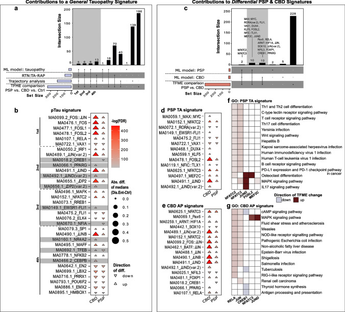 A concept of astrocytic tauopathy signatures. a Upset plot illustrating TFs useful in distinguishing PSP/CBD from Ctrl astrocytes that resulted from (i) interpreting the XGB classification model (‘ML model: tauopathy’), (ii) the TA-related regulon activity profile in the bulkRNA-seq data set (‘RTN: TA-RAP’), (iii) the pseudotime trajectory analysis in the snATAC-seq data set (‘Trajectory analysis’), and (iv) group-wise TFME comparisons in the snATAC-seq data set (‘TFME’ comparison’). Set sizes are indicated as blue bars, while the intersection logic is shown as vertical lines and dots. Column heights depict the extent of intersection for the given sets. The first four intersections were assigned a hierarchy of importance in defining the primary tauopathy context. b Triangle plot indicating significance, absolute extent, and direction of TFME changes in pTau signature TFs in tauopathy-assigned astrocytes. The triangle tips point towards the direction of change while the size represents the absolute difference from the TFME reference in Ctrls. Fill shading displays the negative decadic logarithm of the BH-corrected p values from pair-wise Wilcoxon rank-sum tests. Empty coordinates inform about non-significant comparisons. Gray underlay informs about candidates with diverging TFME when collating PSP and CBD. c Upset plot to identify TFs useful in differentiating CBD from PSP astrocytes. The single sets resulted (i) from the most important TFs for PSP or CBD prediction according to the XGB model explainer (‘ML model: PSP’, ‘ML model: CBD’) and (ii) from pairwise statistical TFME comparisons between PSP and CBD astrocytes (‘TFME comparisons’). The general plot structure equates to A. d, e Triangle plot indicating significance, absolute extent, and direction of TFME changes in PSP (d), and CBD (e) signature TFs in tauopathy-assigned astrocytes. The general plot structure equates to B. f, g Heatmaps of the GO enrichment of the PSP (f) and CBD TF signatures (g). The top 15 terms according to MF, BP, and CC enrichment scores as well as only those TFs that share at least one of these terms are depicted. Color code indicates the direction and strength of enrichment or depletion compared to Ctrl astrocytes. MAPK signaling, immunological and infectious disease terms are enriched. Abs.diff. absolute difference, AP astrocytic plaque, CMA chaperon-mediated autophagy, DAR differentially accessible region, Dis.Ent. disease entity, EC extracellular, Exc. DLN excitatory deep-layer neurons, Exc. ULN excitatory upper-layer neurons, FDR false discovery rate, GO gene ontology, Mic microglia, ML machine learning, Oli oligodendrocytes, OPC oligodendrocytic precursor cells, TA-RAP tufted astrocyte-associated regulon activity profile, TF(ME) transcription factor (motif enrichment), UPS ubiquitin–proteasome-system, UPR unfolded-protein-response