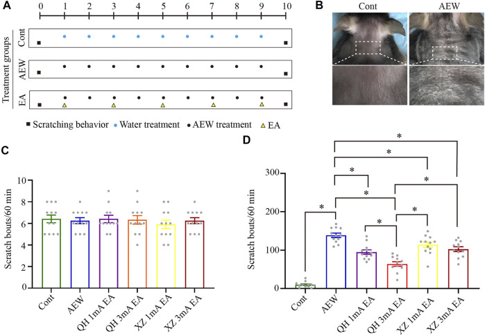 Effect of EA at different intensities and different acupuncture points on spontaneous scratching behavior. (A) A schematic showing the protocol of experiments and EA treatment. (B) The comparison of neck skin between the AEW group and control group. (C) The baseline scratch bouts in control, AEW, QH 1 mA EA, QH 3 mA EA, XZ 1 mA EA and XZ 3 mA EA groups. (D) The scratch bouts in control and AEW mice and the effects of QH 1 mA EA, QH 3 mA EA, XZ 1 mA EA and XZ 3 mA EA on scratch bouts in AEW mice. Data are expressed as means ± SEM (n = 12 mice in each group). *p < 0.05. QH, Quchi and Hegu; XZ, Xuehai and Zusanli.