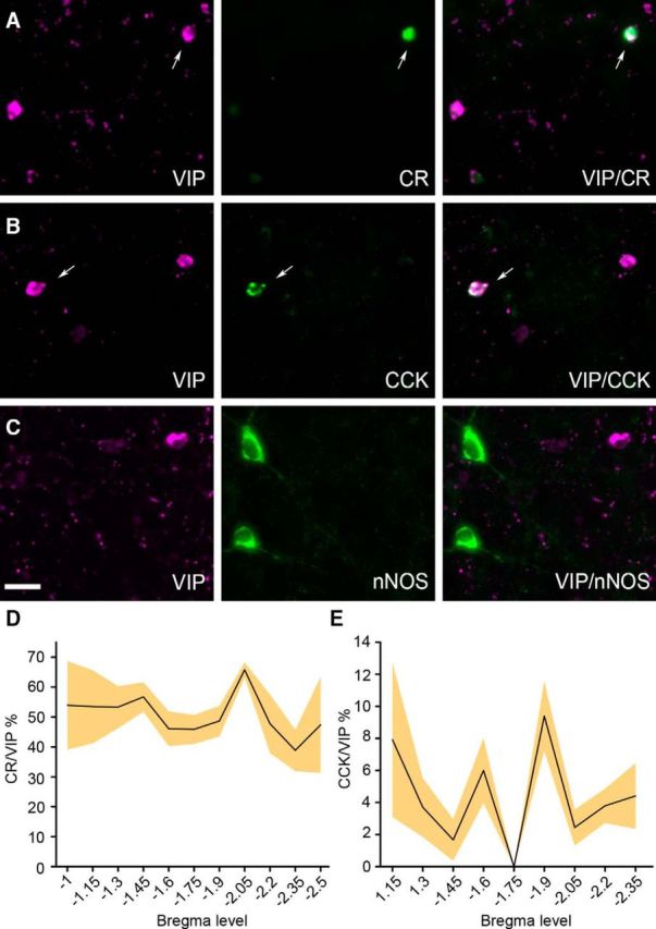 Colocalization of VIP with CR, CCK, or nNOS in the mouse BLA. A, Epifluoresence microscopic images of a neuron colocalizing VIP (magenta) and CR (green) in the BA nucleus. B, Epifluoresence microscopic images of a neuron colocalizing VIP (magenta) and CCK (green) in the BA nucleus. Arrows indicate neurons coexpressing VIP with another marker. C, No colocalization between VIP (magenta) and nNOS (green) was detected in the BLA. D, Percentage of colocalization between VIP and CR along the rostrocaudal axis of the mouse BLA. E, Percentage of colocalization between VIP and CCK along the rostrocaudal axis of the mouse BLA. For all datasets, one in every three sections (50 μm) was analyzed. N = 3 mice. Lineplots represent mean, filled areas represent SEM. Scale bar, 50 μm.