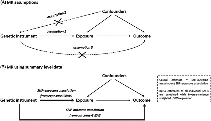 A, Illustration of the Mendelian randomization (MR) framework and its main assumptions that the instrument is associated with the exposure (1), the instrument is not associated with (un)measured confounders (2), and the instrument does not influence the outcome other than through the exposure (3). B, Illustration of the MR design when using summary‐level data and the SNP‐exposure association and SNP‐outcome association are taken from two separate GWAS (also known as “two‐sample MR”). GWAS, genome‐wide association studies; SNP, single‐nucleotide polymorphism