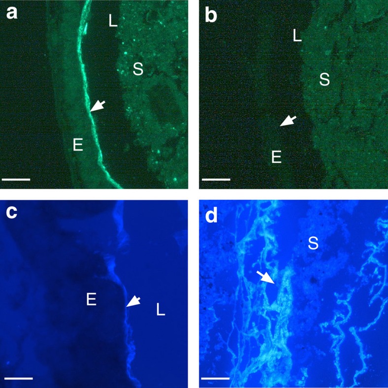 Detection of chitin within Ciona gut mucus.(a) Chitin was detected initially (arrow) within the mucus throughout the gut by staining with Fc-CBD-C DyLight 488 (green) and (b) subsequently was depleted by treatment with chitinase. The absence of Fc-CBD signal also is achieved by pre-treating tissue sections with chitinase. (c) Calcofluor white staining confirmed the presence of chitin at the epithelial surface (arrow); copious amounts of loose chitin-rich mucus often are detectable in the lumen (d). Identical chitin staining patterns were detected with Alexa Fluor 488-coupled chitin-binding protein (New England BioLabs; Supplementary Fig. 1f). Staining with isotype and secondary antibody controls was negative. Scale bars (a–c), 25 μm and (d) 100 μm). E, epithelium; L, lumen; S, stool.