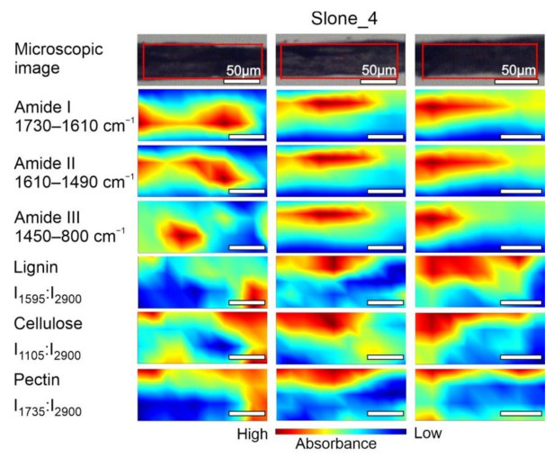 Microscopic images and FT-IR chemical maps of Slone_4 group. Three individual fibre cross sections presented in columns. In rows maps of chemical distribution of amide I (1730–1610 cm−1), amide II (1610–1490 cm−1), amide III (1450–800 cm−1), lignin (I1595:I2900), cellulose (I1105:I2900) and pectin (I1735:I2900). White bars represent 50 µm.