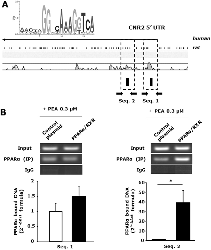 Cnr2 is directly regulated by PEA-mediated PPAR-α activation: bioinformatic analysis and chromatin immunoprecipitation assay. (A) A schematic alignment of the human and rat Cnr2. The black boxes correspond to regions of high sequence homology between the two species contaning the putative PPARα/RXR sites indicated as small black rectangles in the lower part below the schematic. The PPARα/RXR matrix used for the analysis is also shown in the upper part. (B) Average data of the relative amount of the PPARα -immunoprecipitated DNA in HEK293 cells transfected with either control (pCDNA3) or murine PPARα and RXR encoding plasmids. Data are from three to six separate experiments and normalized relative to the input DNA, using the 2−ΔΔCt formula. The inset shows a representative agarose gel electrophoresis of the qPCR products obtained from PAX7-immunoprecipitated DNA for each experimental condition. Data are shown as mean ± SEM (n = 3) of three independent experiments conducted in triplicate. *p value ≤ 0.05 vscontrol condition (pcDNA-transfected cells), obtained using the unpaired T-TEST for statistical analyses.
