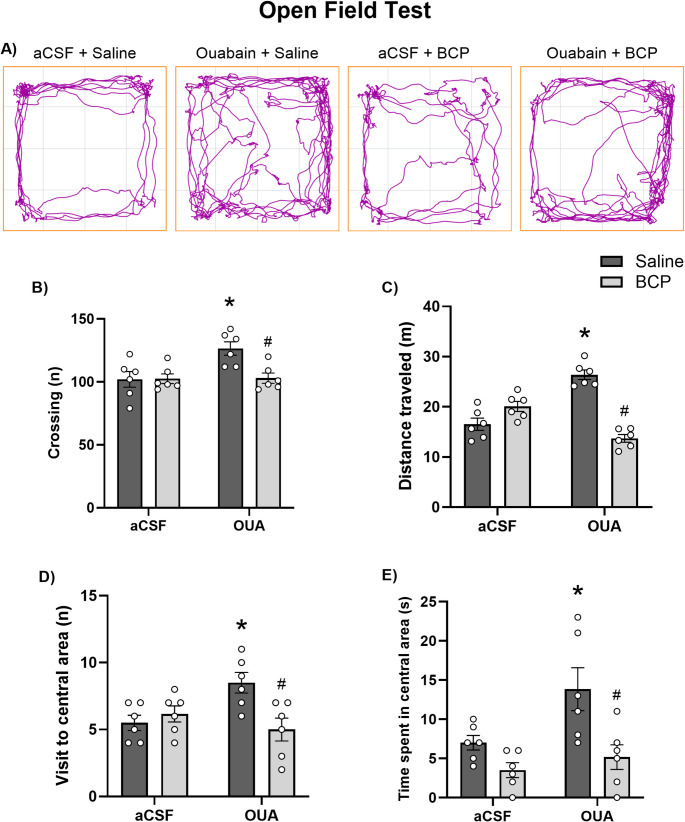 Effect of BCP treatment on locomotor activity and exploratory behavior in OUA-infused animals. A Representative open-field tracking plots showing locomotor paths during a 5-min test session in animals from the aCSF + Saline, OUA + Saline, aCSF + BCP, and OUA + BCP groups. B–E Quantification of the number of crossings B, total distance traveled C, number of visits to the central area D, and time spent in the central area E. Data are expressed as mean ± standard error of the mean (SEM); n = 6 animals per group. *p < 0.05 vs. aCSF + Saline; #p < 0.05 vs. OUA + Saline (two-way ANOVA followed by Tukey’s post hoc test)