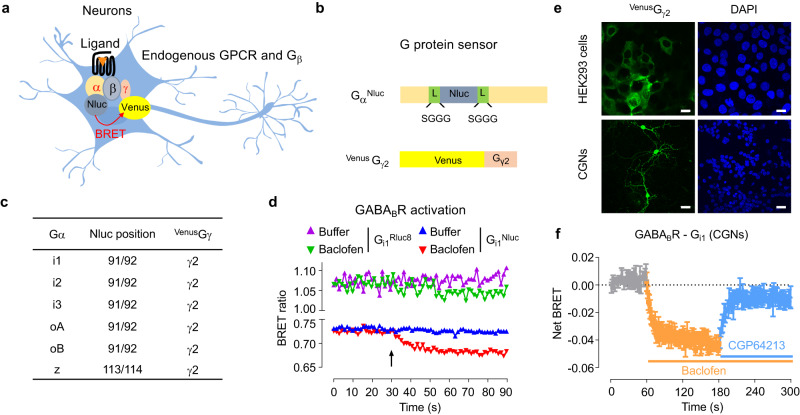 Design and validation of the Gi/o protein sensors in neurons.a Scheme of the BRET-based sensors to detect the activity of the endogenous GPCR in neurons. b Scheme of the Gαi/oNluc and VenusGγ2 constructs co-transfected in the neurons. Sequence of the linker (L) before and after Nluc was indicated. Gγ was fused with Venus in the N-terminal. c Composition of G protein sensors made of the different Gαi/oNluc and VenusGγ2. d Kinetics of the BRET signal between the indicated Gα constructs (Gαi1Nluc or Gαi1Rluc8) and VenusGγ2 in CGNs. Buffer or baclofen (100 μM) were injected at the indicated time (arrow). The data are representative of BRET ratios from five independent experiments. e Representative fluorescent images of Venus and DAPI in CGNs transfected with GαoANluc and VenusGγ2 or in HEK293 cells transfected with GαoANluc, Gβ1 and VenusGγ2 from three independent experiments. Scale bar: 20 μm. f Kinetics of the BRET signal between Gαi1Nluc and VenusGγ2 in CGNs. Buffer or baclofen (100 μM) or competitive antagonist CGP64213 (10 μM) were injected at the indicated time. The data are representative of the mean ± SEM of BRET ratios from three independent experiments. The raw data and p-values are available in source data provided as a Source Data file.
