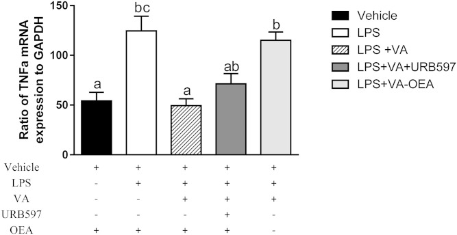 Effect of VA in the presence or absence of OEA and the FAAH inhibitor, URB597, in the intestinal Caco2 cell model of inflammation. The expression of TNFα is relative to the housekeeping gene, GAPDH. Values are mean ± SEM, represented by vertical bars (n = 5). Means without a common letter differ, P < 0.05.
